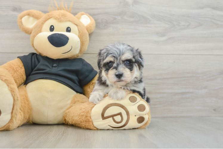 Energetic Havadoodle Poodle Mix Puppy