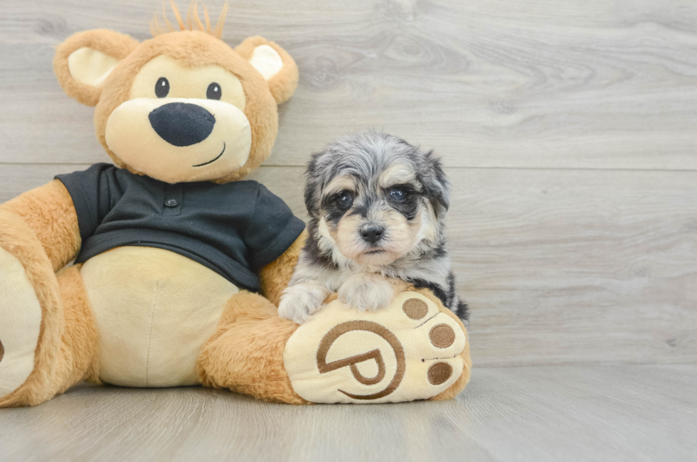 7 week old Havapoo Puppy For Sale - Simply Southern Pups