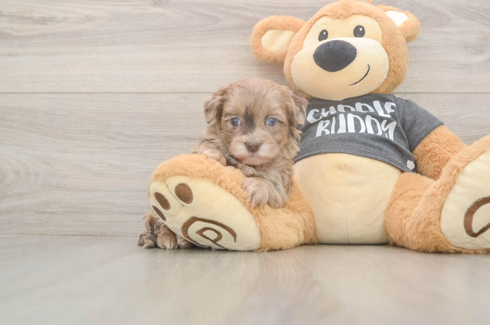 5 week old Havapoo Puppy For Sale - Simply Southern Pups