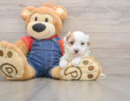 7 week old Havapoo Puppy For Sale - Simply Southern Pups