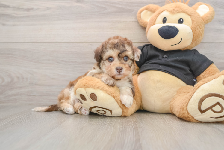 Little Havadoodle Poodle Mix Puppy