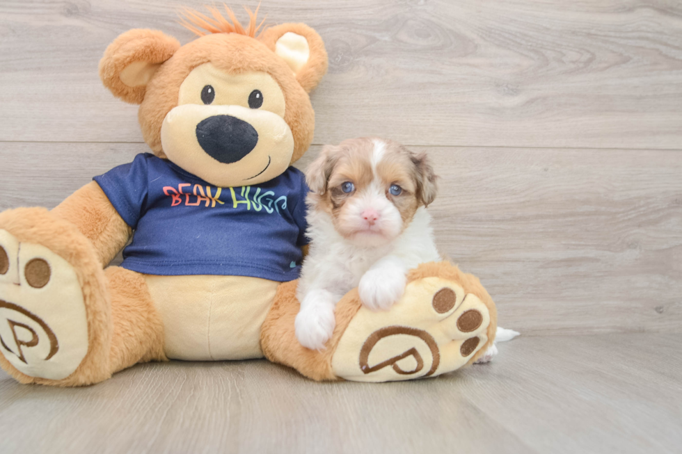 Havapoo Pup Being Cute