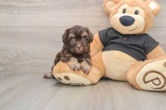 Smart Havapoo Poodle Mix Pup