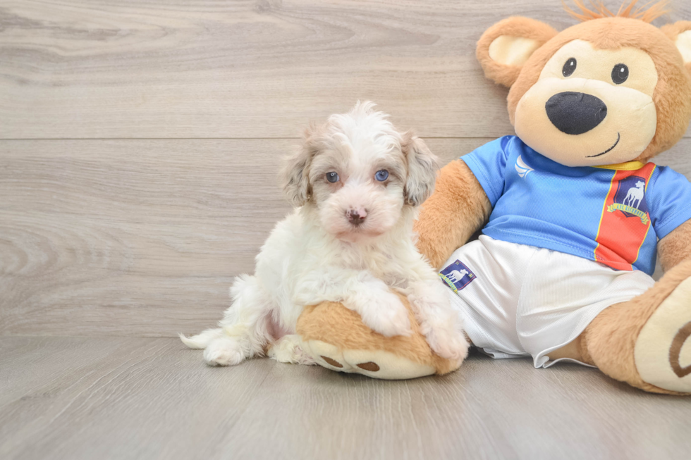 Havapoo Puppy for Adoption