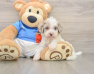 6 week old Havapoo Puppy For Sale - Simply Southern Pups