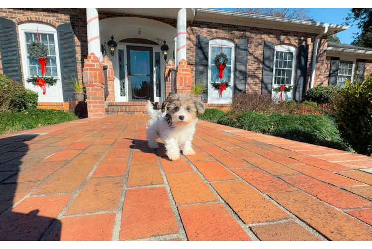 Havapoo Pup Being Cute
