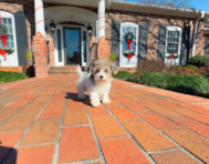 10 week old Havapoo Puppy For Sale - Simply Southern Pups