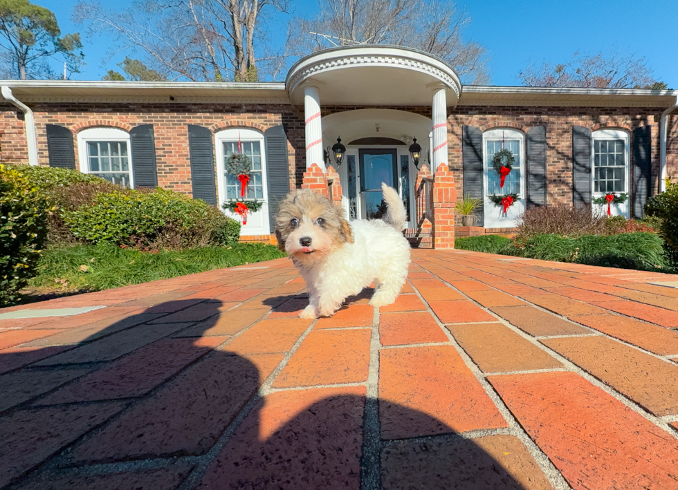 Cute Havadoodle Poodle Mix Puppy