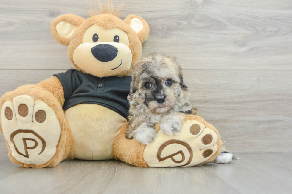 7 week old Havapoo Puppy For Sale - Simply Southern Pups