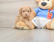 7 week old Havapoo Puppy For Sale - Simply Southern Pups