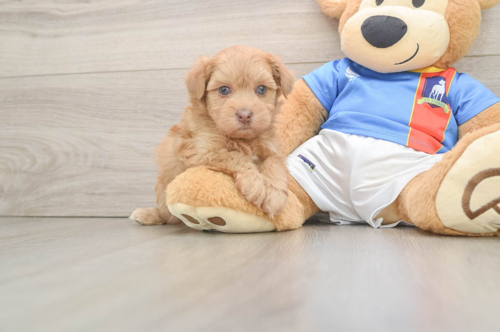 6 week old Havapoo Puppy For Sale - Simply Southern Pups