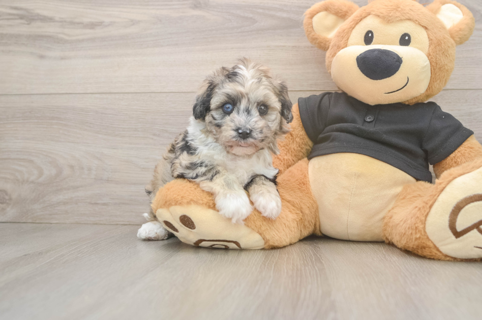 5 week old Havapoo Puppy For Sale - Simply Southern Pups