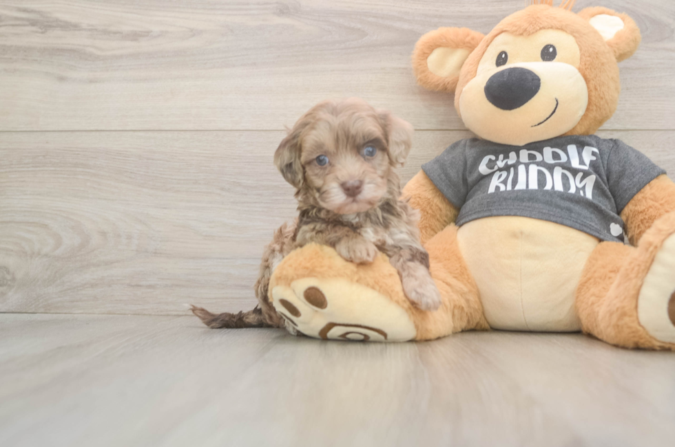 5 week old Havapoo Puppy For Sale - Simply Southern Pups
