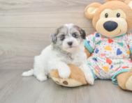 8 week old Havapoo Puppy For Sale - Simply Southern Pups