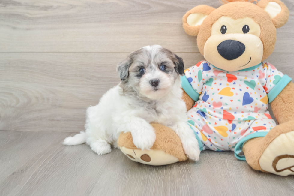 Sweet Havapoo Baby