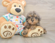 8 week old Havapoo Puppy For Sale - Simply Southern Pups