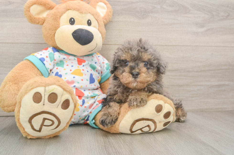 6 week old Havapoo Puppy For Sale - Simply Southern Pups