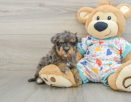 8 week old Havapoo Puppy For Sale - Simply Southern Pups