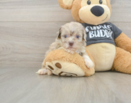 7 week old Havapoo Puppy For Sale - Simply Southern Pups