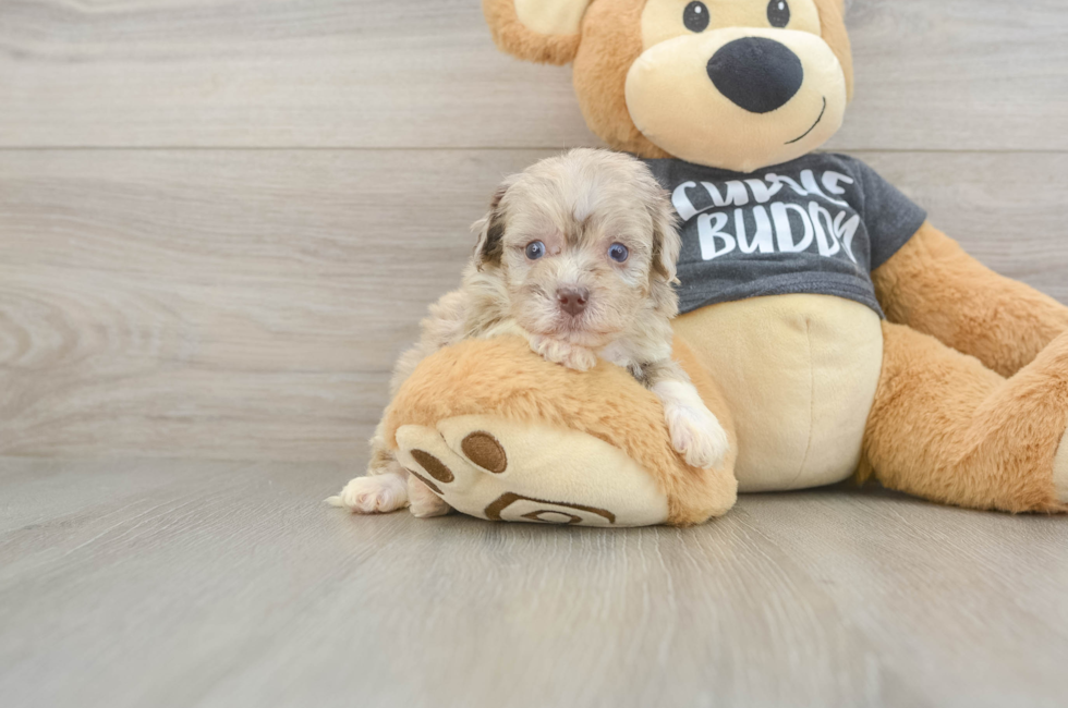 5 week old Havapoo Puppy For Sale - Simply Southern Pups