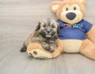 8 week old Havapoo Puppy For Sale - Simply Southern Pups