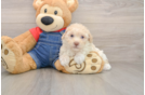 Hypoallergenic Havadoodle Poodle Mix Puppy