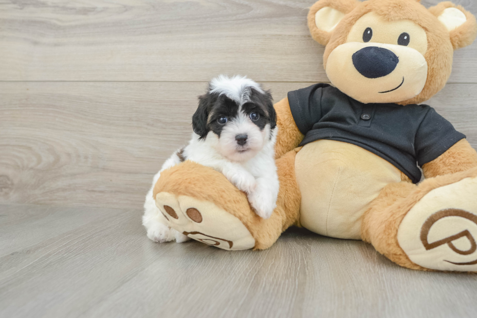 Havapoo Puppy for Adoption