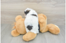 Funny Havapoo Poodle Mix Pup