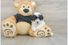 Energetic Havadoodle Poodle Mix Puppy