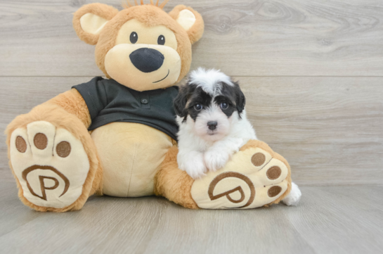 Energetic Havadoodle Poodle Mix Puppy