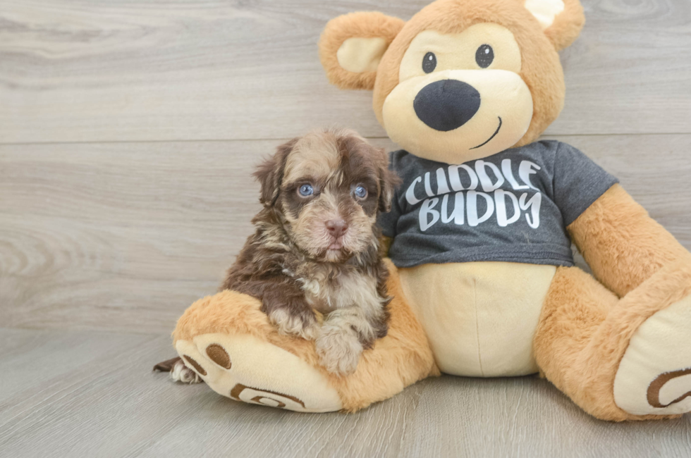 5 week old Havapoo Puppy For Sale - Simply Southern Pups