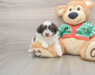 6 week old Havapoo Puppy For Sale - Simply Southern Pups