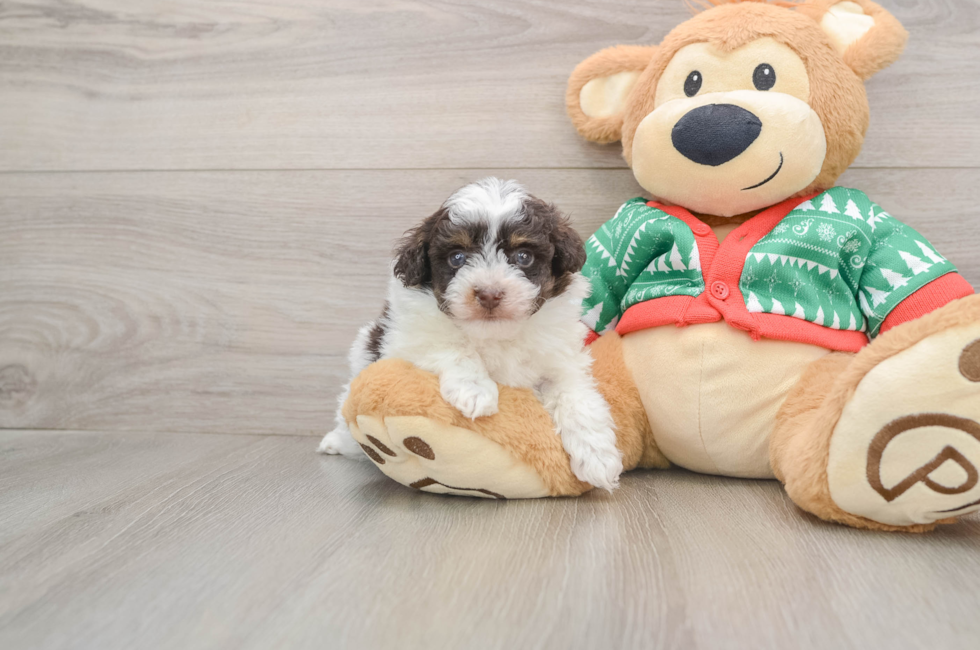 5 week old Havapoo Puppy For Sale - Simply Southern Pups