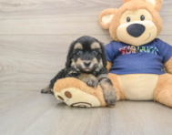 8 week old Havapoo Puppy For Sale - Simply Southern Pups