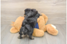 Little Havadoodle Poodle Mix Puppy