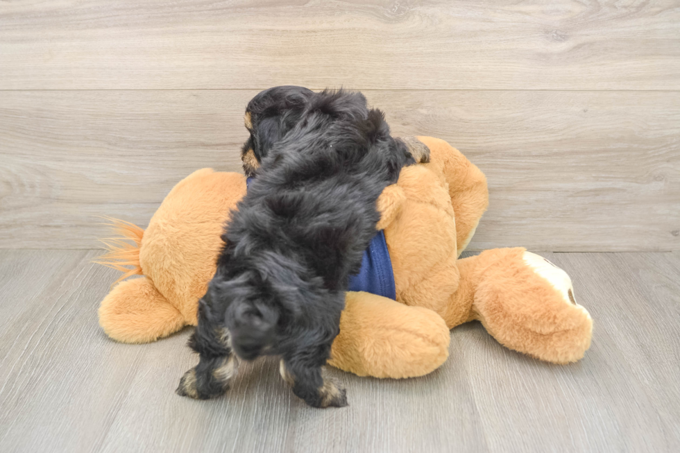 Little Havadoodle Poodle Mix Puppy