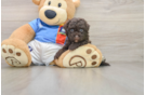 Energetic Havadoodle Poodle Mix Puppy