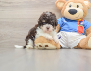 6 week old Havapoo Puppy For Sale - Simply Southern Pups