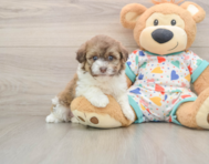 5 week old Havapoo Puppy For Sale - Simply Southern Pups