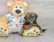 9 week old Havapoo Puppy For Sale - Simply Southern Pups