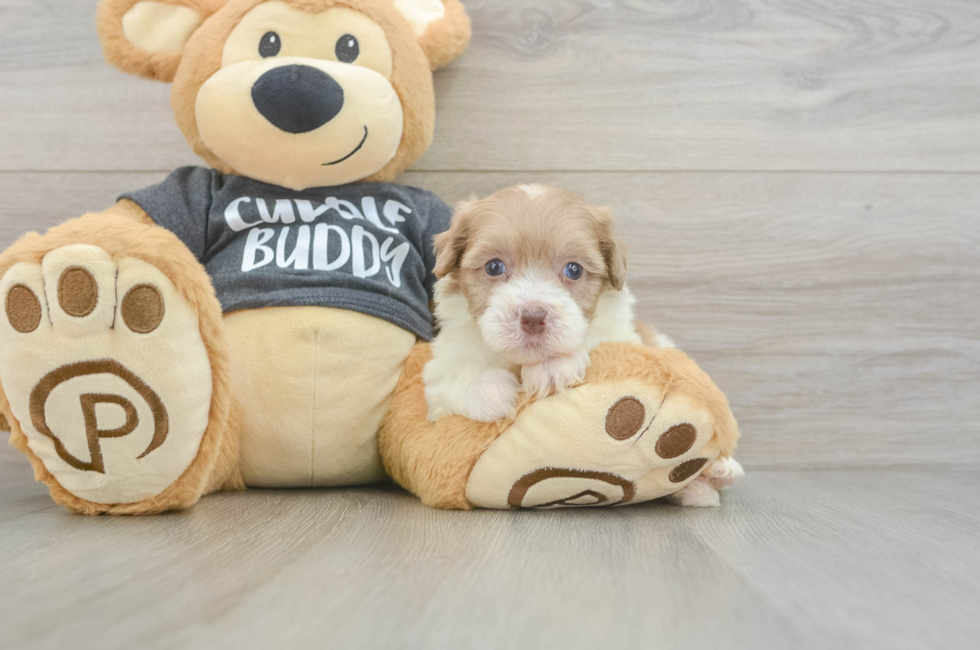 5 week old Havapoo Puppy For Sale - Simply Southern Pups