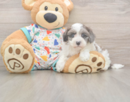 7 week old Havapoo Puppy For Sale - Simply Southern Pups
