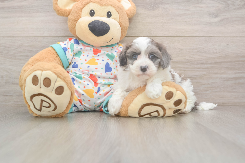 5 week old Havapoo Puppy For Sale - Simply Southern Pups