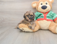 7 week old Havapoo Puppy For Sale - Simply Southern Pups