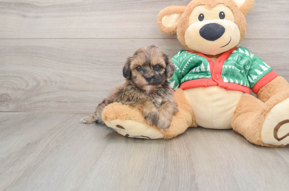 5 week old Havapoo Puppy For Sale - Simply Southern Pups