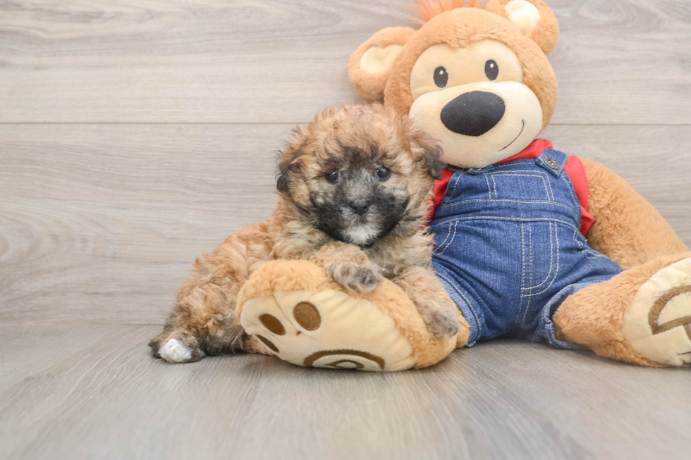 Little Havadoodle Poodle Mix Puppy