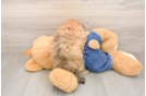 Havapoo Puppy for Adoption