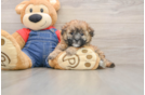 Hypoallergenic Havadoodle Poodle Mix Puppy
