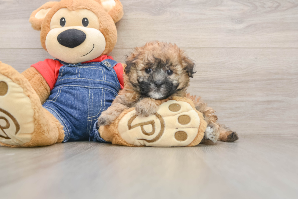 Hypoallergenic Havadoodle Poodle Mix Puppy