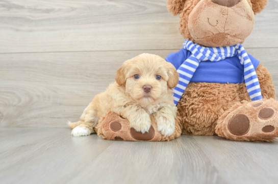 Smart Havapoo Poodle Mix Pup